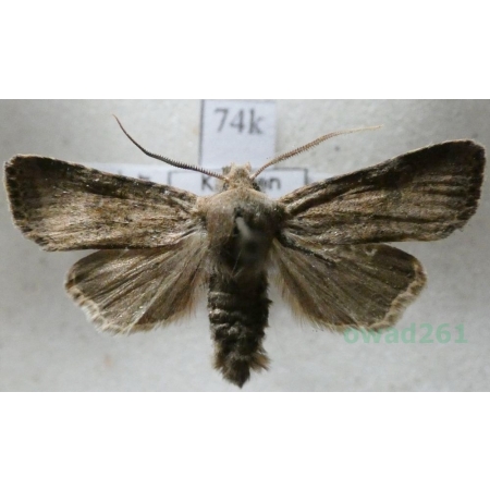 Agrochola ruticilla (Esper, 1791) Croatia74k
